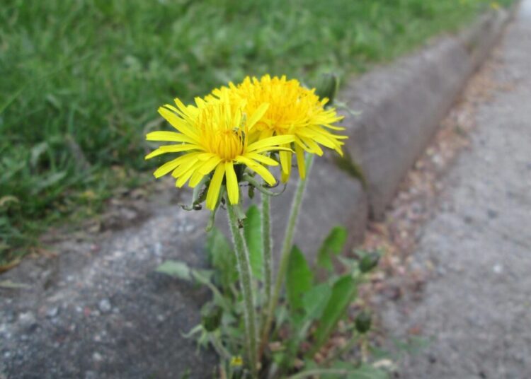 misssuss dandelion 2563670 1280