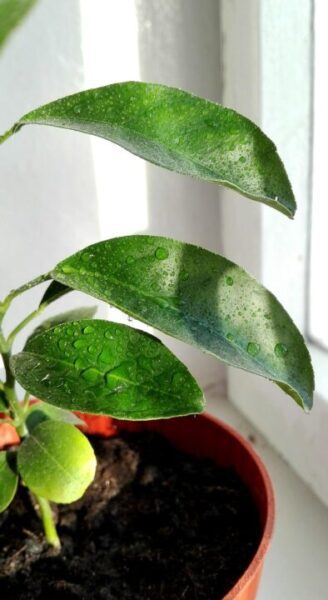 nad dyagileva leaves 2788763 1280