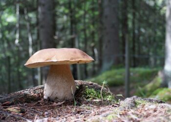 palkarlsen grzyb 697045 1280