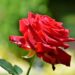 ralphs fotos rose 3506327 1280