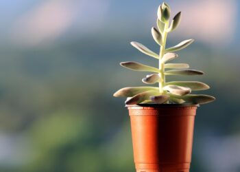 succulents 3571731 1280